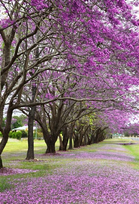 Growing Pink Jacaranda Tree Stereospermum Kunthianum Care