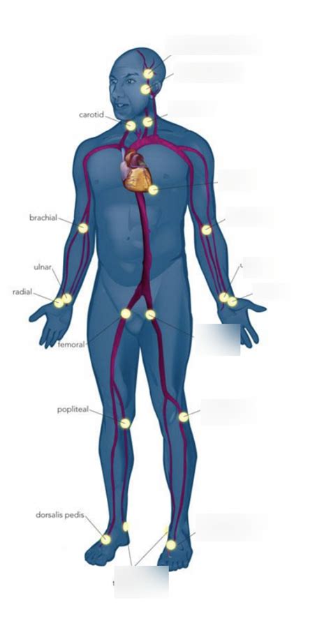 Pulse points Diagram | Quizlet