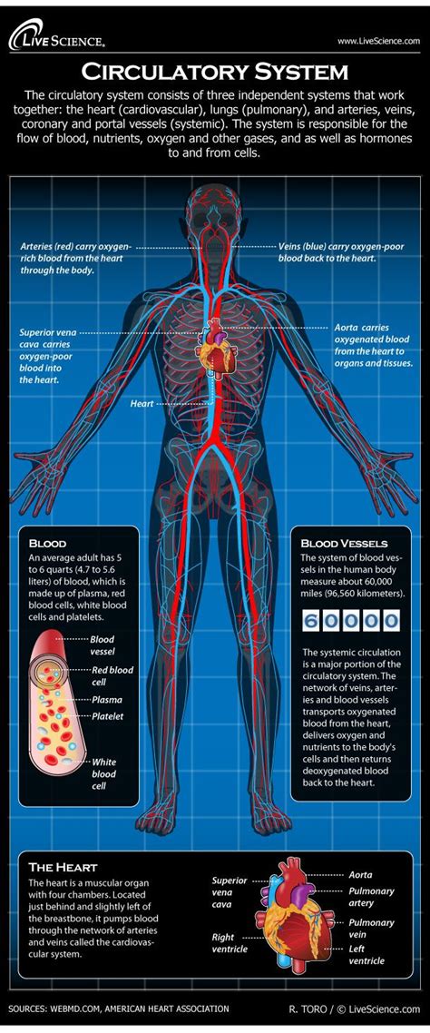 5 Facts About The Circulatory System