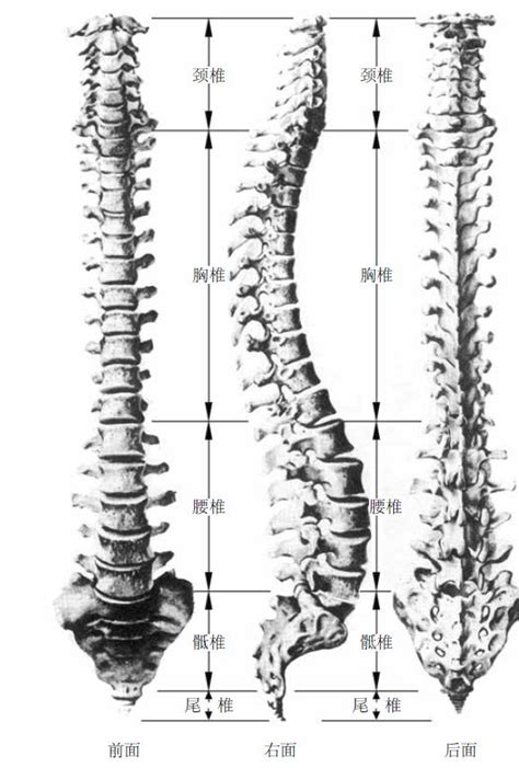 一文讀懂，腰骶椎部的應用解剖和生理知識 每日頭條