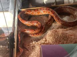 Corn Snake In Okehampton On Freeads Classifieds Corn Snakes Classifieds