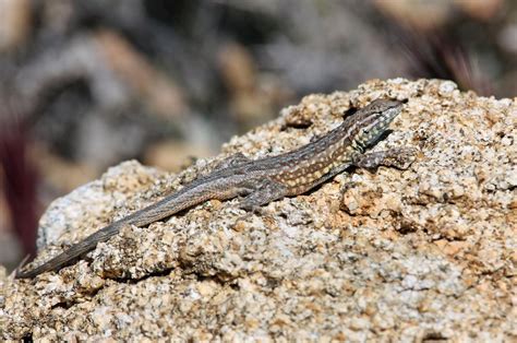 Common Side Blotched Lizard Common Side Blotched Lizard U Flickr