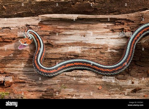 San Francisco Garter Snake Thamnophis Sirtalis Tetrataenia