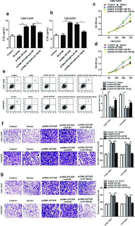 HOTAIR Regulated The DDP Resistance Cell Proliferation Invasion And