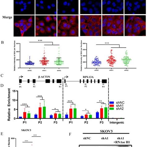 R Loop Is Involved In Atr Chk Pathway Activation By Adar Deficiency