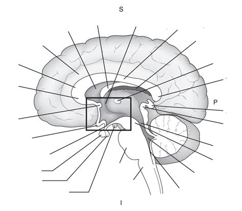 3 45 Sagittal View Of Hypothalamus And Hypothalamic Nuclei Diagram