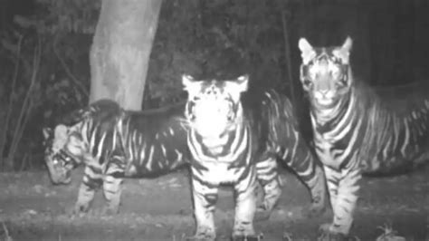 Rare Melanistic Tigers Caught On Camera In Odisha Forest Delight