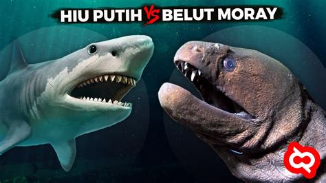 Ketika Hiu Putih Raksasa Melawan Monster Belut Moray Seperti Inilah