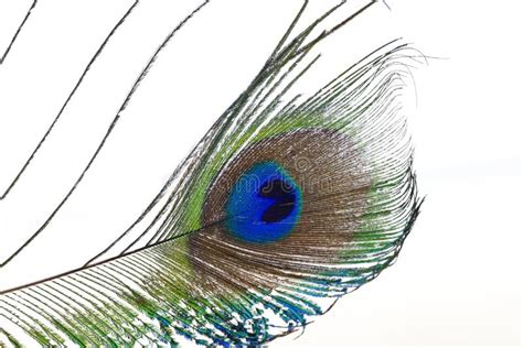 The Peacock S Feathers, Close-up Shot Stock Image - Image of design ...