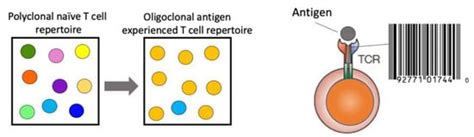 Cells Free Full Text T Cell Receptor Repertoire Analysis With Computational Tools—an