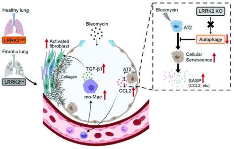 Fig S Schematic Diagram Of The Regulatory Role Of Lrrk In The