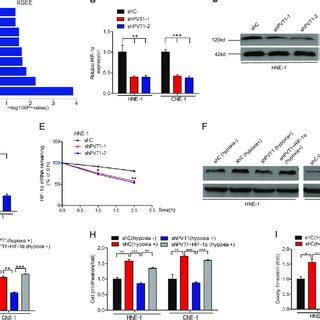 Knockdown Of PVT1 Disrupts NPC Cell Proliferation And Tumor Growth A