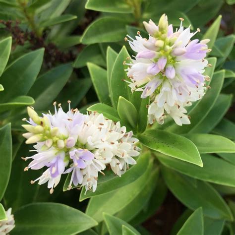 Hebe Shrubby Veronica In Gardentags Plant Encyclopedia