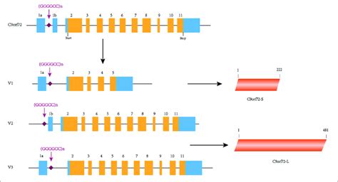 C Orf Gene Transcript Variants And Protein Isoforms In This