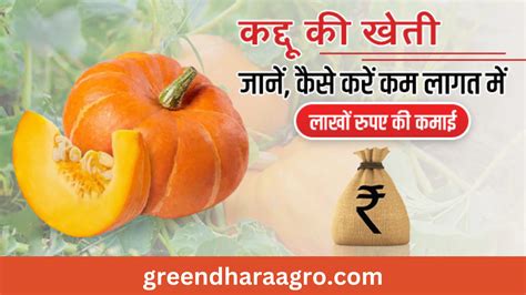 कद्दू की खेती कैसे होती है | Pumpkin Farming in Hindi - Greendharaagro