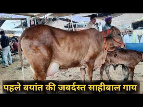 Pure Sahiwal Cow For Sale In Pashu Mandi