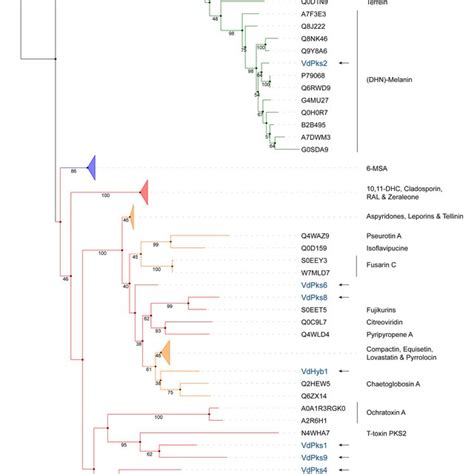 Phylogenetic Tree Of Type I Pks And Pks Nrps Enzymes Ks Domains Of Pks