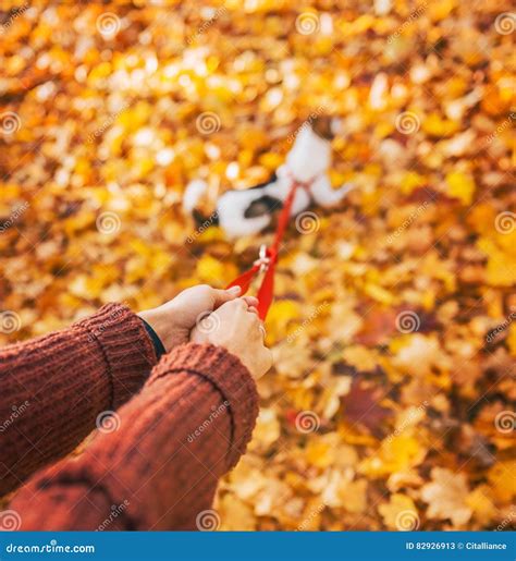 Closeup On Woman Holding Dog On Leash Outdoors In Autumn Stock Image