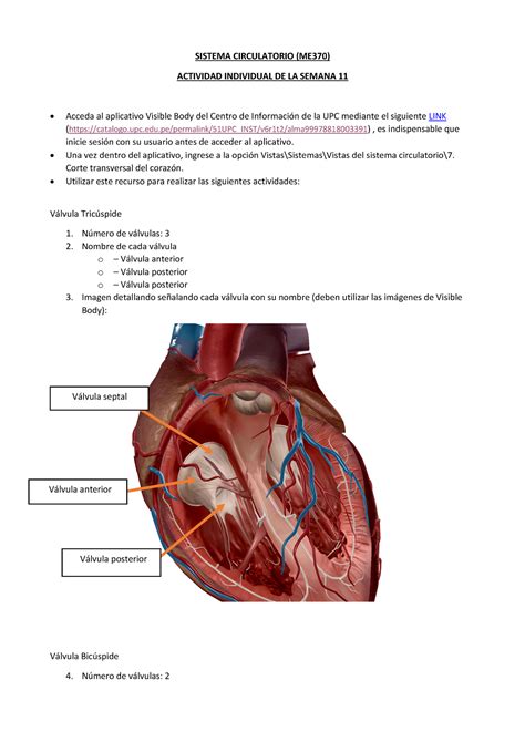 Me Sc Tarea Sem Espero Que Te Sirva Sistema Circulatorio Me