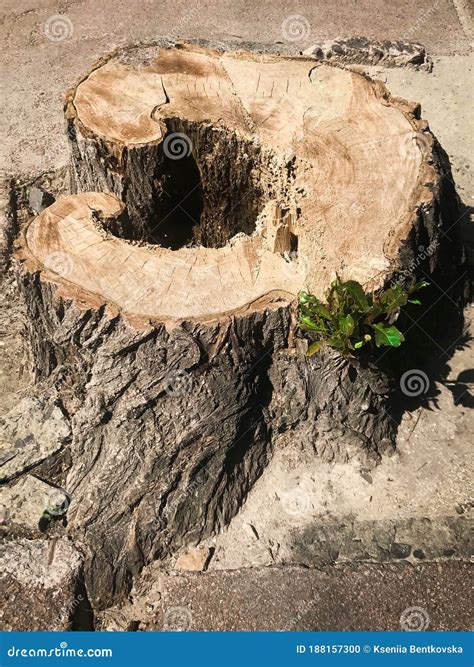 Stump Of Oak Tree Felled With Bark And Green Sprout On The Asphalt