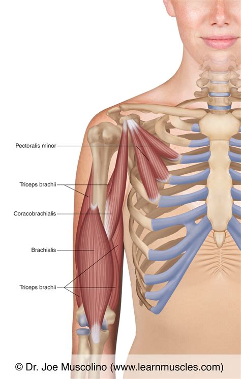 Muscles of the Anterior Arm - Deep View - Learn Muscles