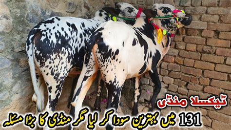 Taxila Mandi Latest Update November Naseeb Ka Soda Qurbani