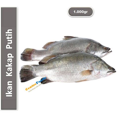 Jual Ikan Kakap Fresh Putih Harga Per Kg Shopee Indonesia