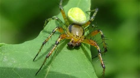 Araniella sp Araneidae Araignée verte YouTube