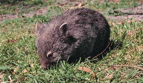 Common Wombat | Australian animals | NSW National Parks | NSW National ...