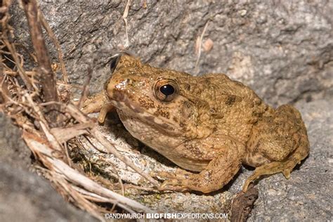 Giant Japanese Mountain Toad