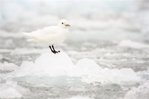 30 Types of Seagulls: A Fascinating Look at Their Diversity