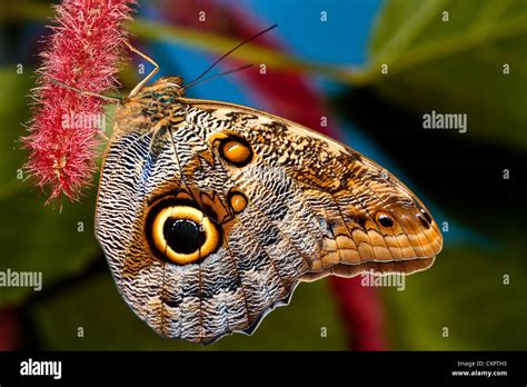 Owl spot butterfly hi-res stock photography and images - Alamy