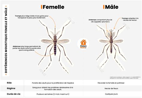 Moustique Le Guide Complet ProtectHome