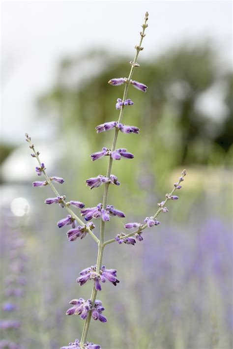 Bunga Lavender Padang Rumput Alam Foto Gratis Di Pixabay Pixabay