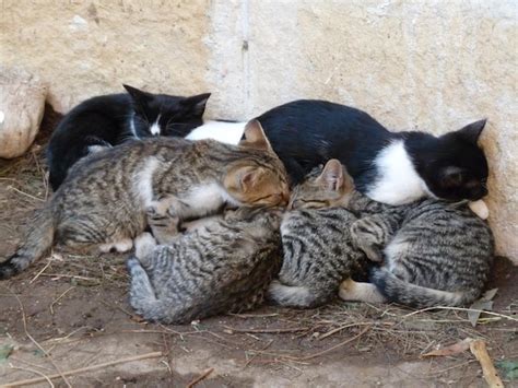 Premium Photo | Cat relaxing on bed