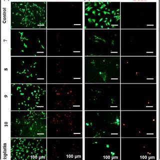 Cell Viability Assessment A Mdamb And B Hdf Cells Were Seeded