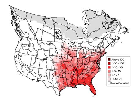 Red-bellied Woodpecker - Photos, facts, and identification tips