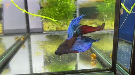 Extremely Rare Blue Light Red Tail M2 Veiltail Betta Fish Male