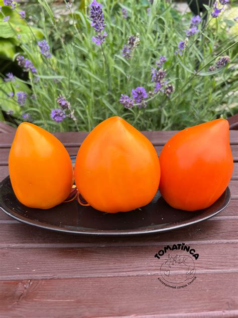 Все томаты – Страница 7 – Tomatinсa.ru