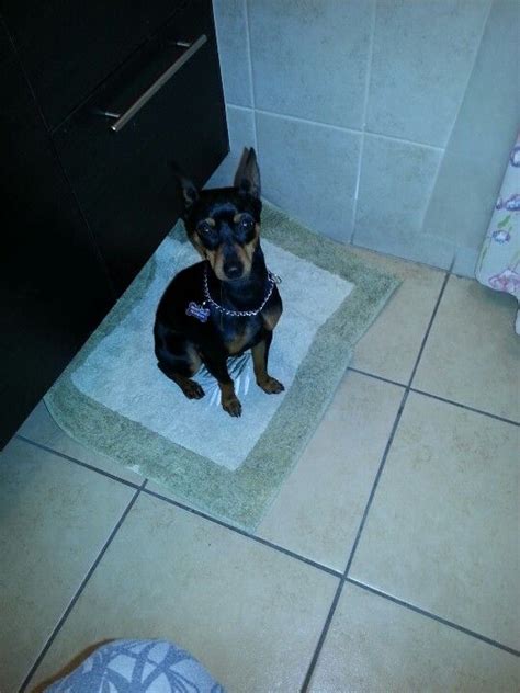 Min pin | Doberman pinscher, Miniature pinscher, Miniature doberman