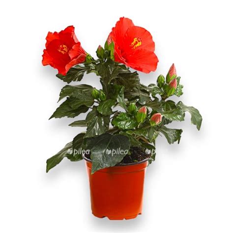 Гибискус Санни Микс 12/35 купить в Москве с доставкой в интернет ...