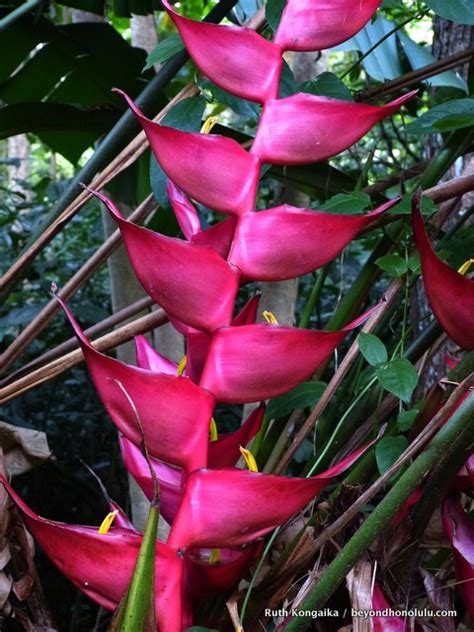 Best Botanical Gardens on Oahu - Beyond Honolulu