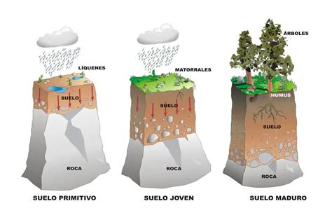 Importancia Del Suelo En Los Seres Vivos Para Las Plantas Y M S