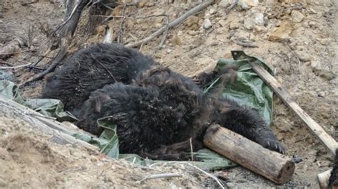 Bear Carcasses Discovered In Old Landfill Cbc News