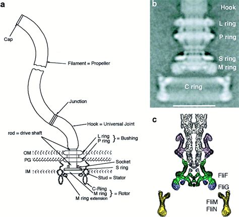 The Turn Of The Screw The Bacterial Flagellar Motor Cell