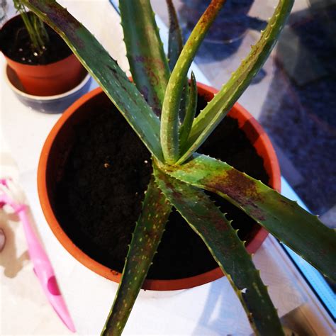 Brown Bits Discoloration On Aloe Vera Plant Gardening Landscaping