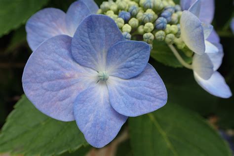 Fond D Cran La Nature Vert Bleu Fleur Tokyo Hortensia Olympe