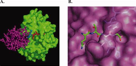 Desumoylating Enzymes—senps Drag 2008 Iubmb Life Wiley Online