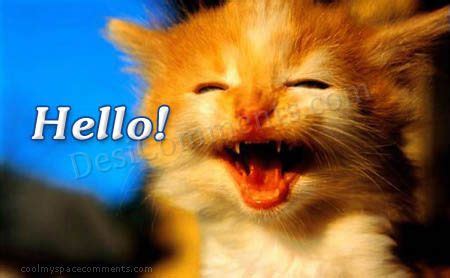 Cute Cat Saying Hello! - DesiComments.com