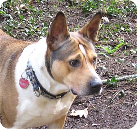 Salem, OR - Basenji/Pit Bull Terrier Mix. Meet Cicily a Dog for Adoption.